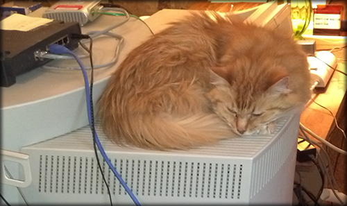 Cat Heater